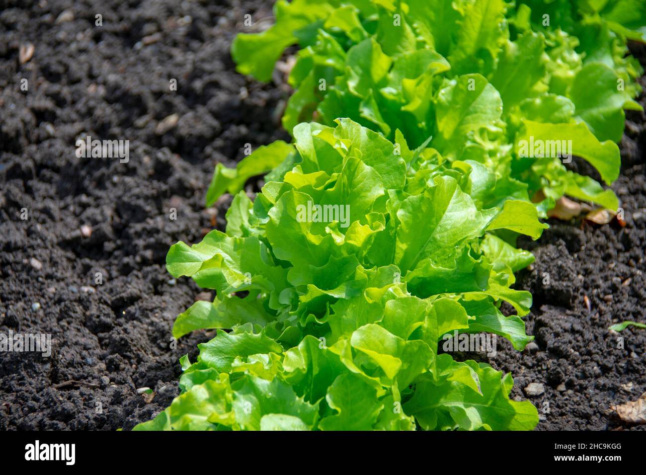 Lettuce growing in vegetable garden in English Garden in Garten der