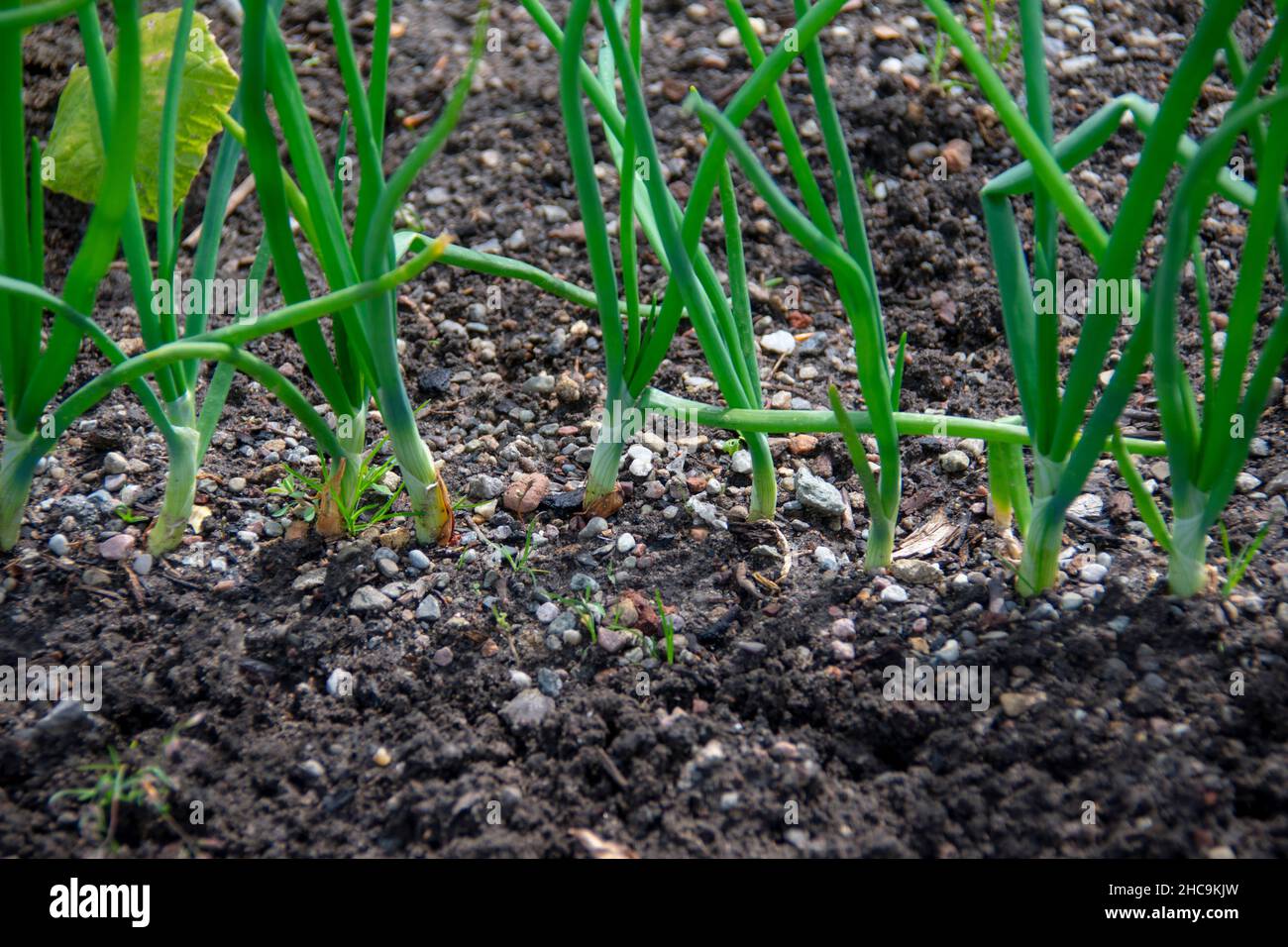 Onions growing in vegetable garden in English Garden in Garten der Welt