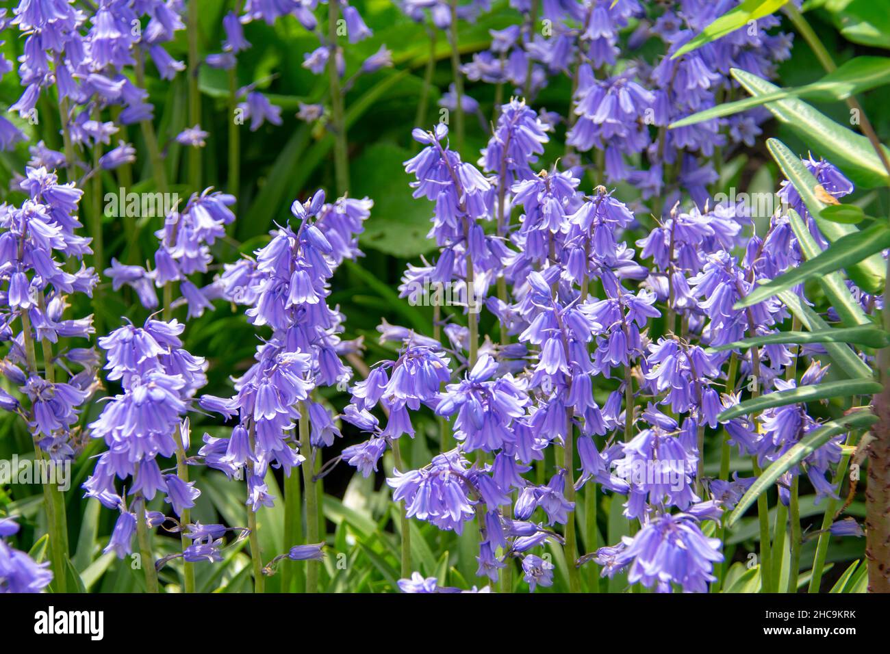 Landscape of Hyacinthoides hispanica Spanish bluebell in Garten der