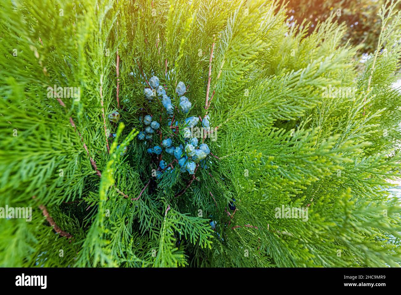 Thuja berries - popular plant in landscape design Stock Photo