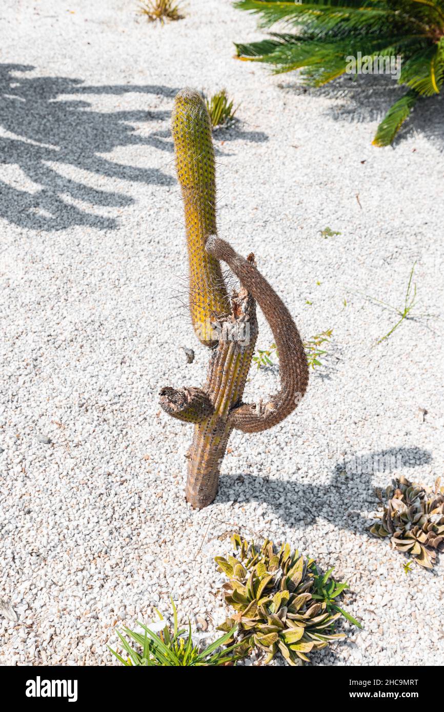 Dehydrated cactus hi-res stock photography and images - Alamy