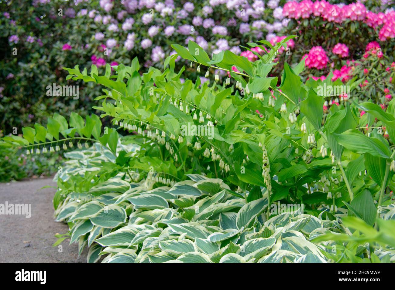 Landscape of Hosta plantaginea fragrant plantain lily and ferns at Garten der Welt Marzahn Berlin Stock Photo