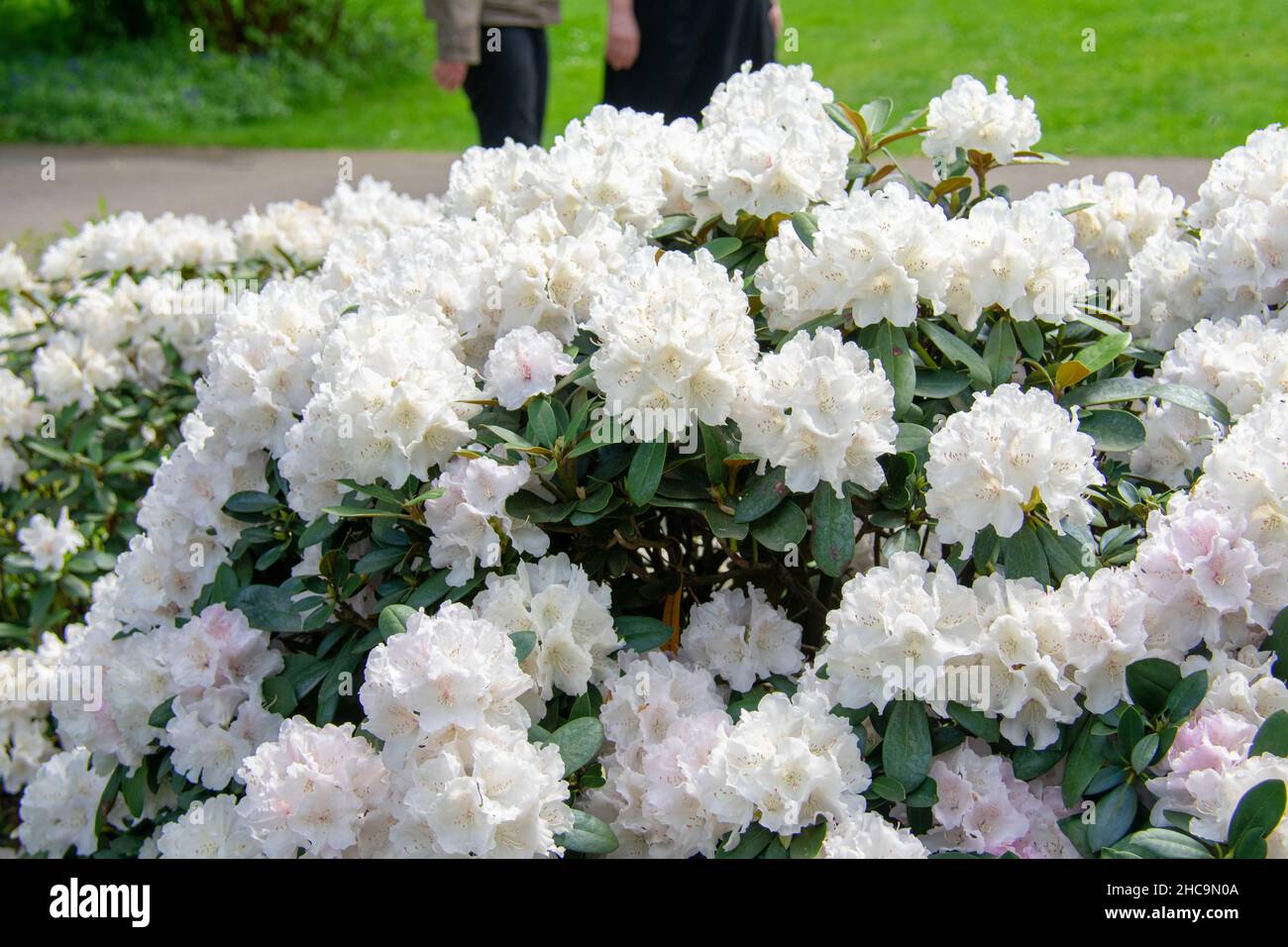 Landscape of Rhododendron simsii azaleas at Garten der Welt Marzahn