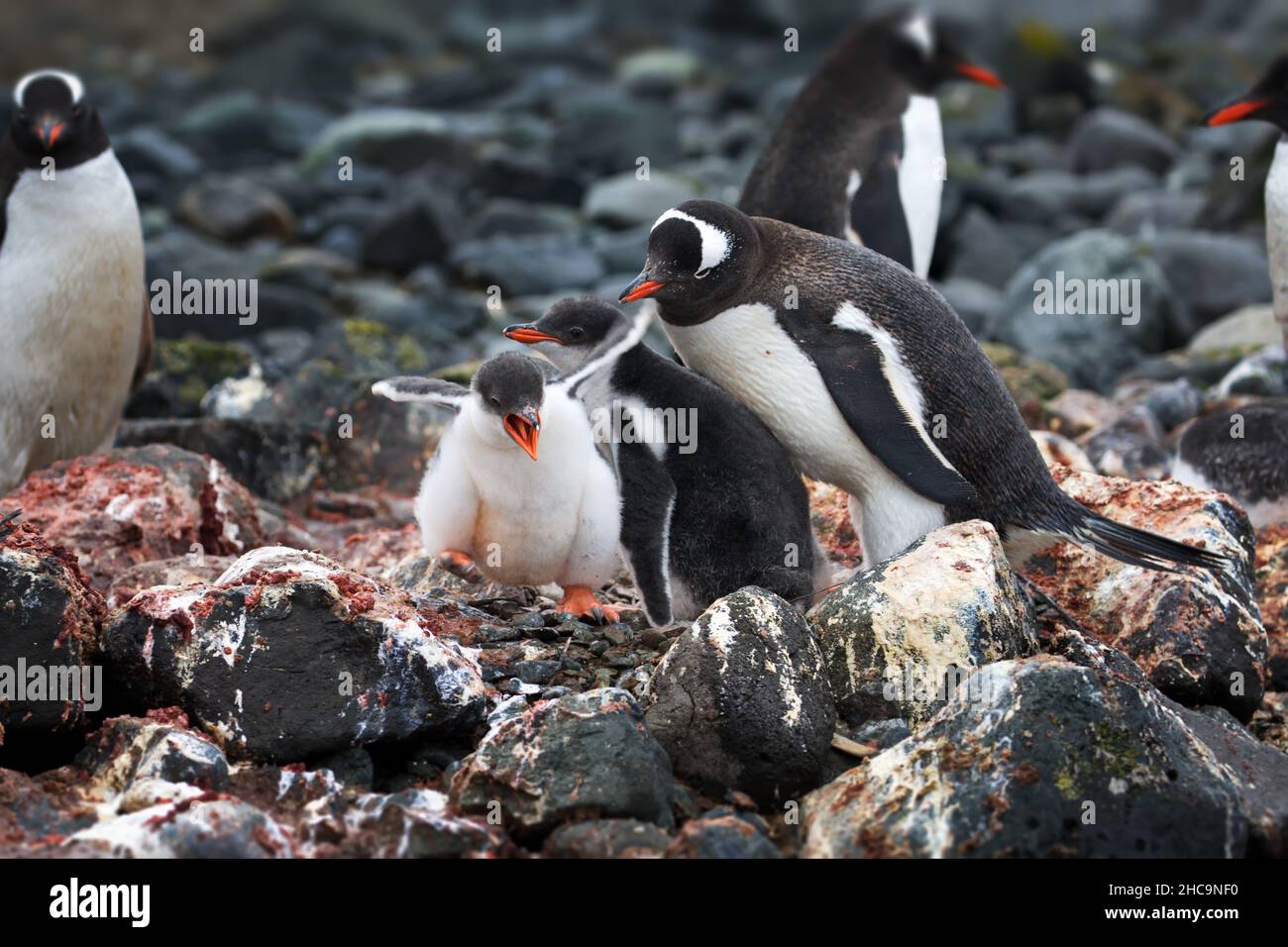 Baby penguin crying with his parents on his back in Antarctica Stock Photo