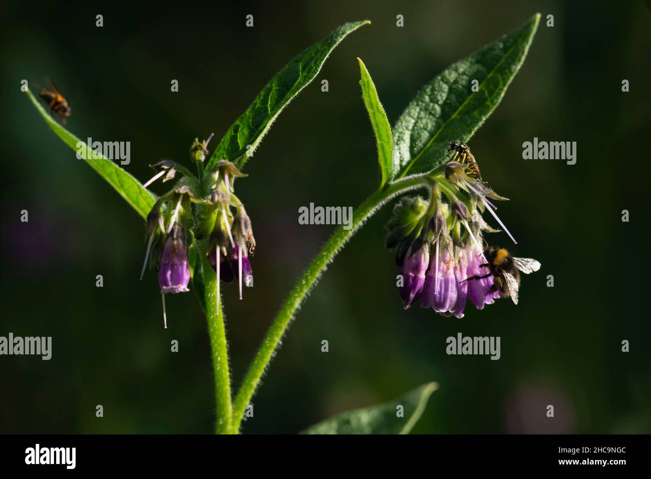 Several Insects, inc. Flies, a Sawfly (prob. Tenthredo Arcuata) and a Bumblebee (poss. Bombus Hortorum), on Russian Comfrey (Symphytum x Uplandicum) Stock Photo