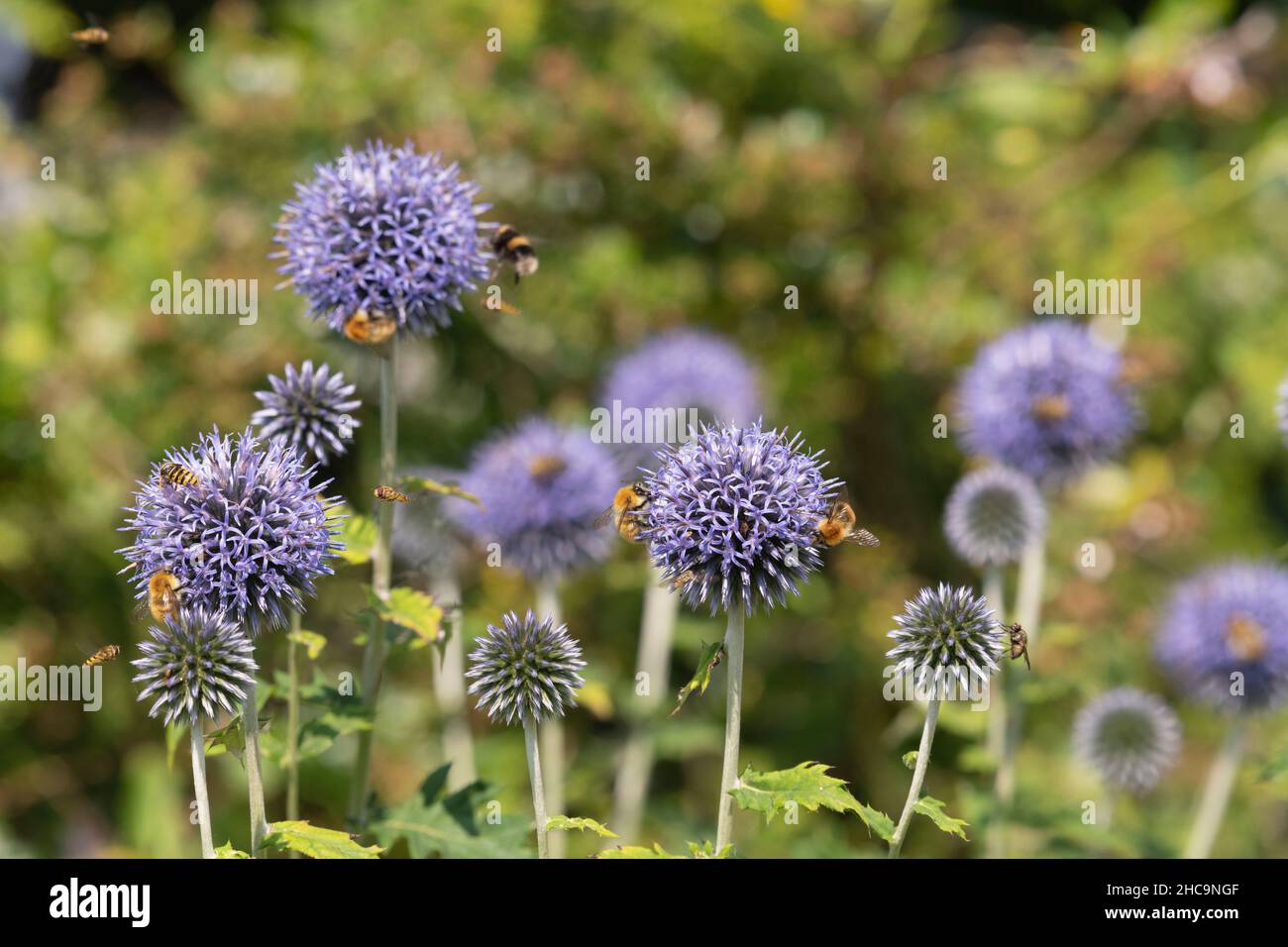 Various Flies, Bumblebees (inc. Bombus Muscorum) & Hover-Flies (inc. Episyrphus Balteatus) Congregating on Globe Thistle Flowers (Echinops Bannaticus) Stock Photo