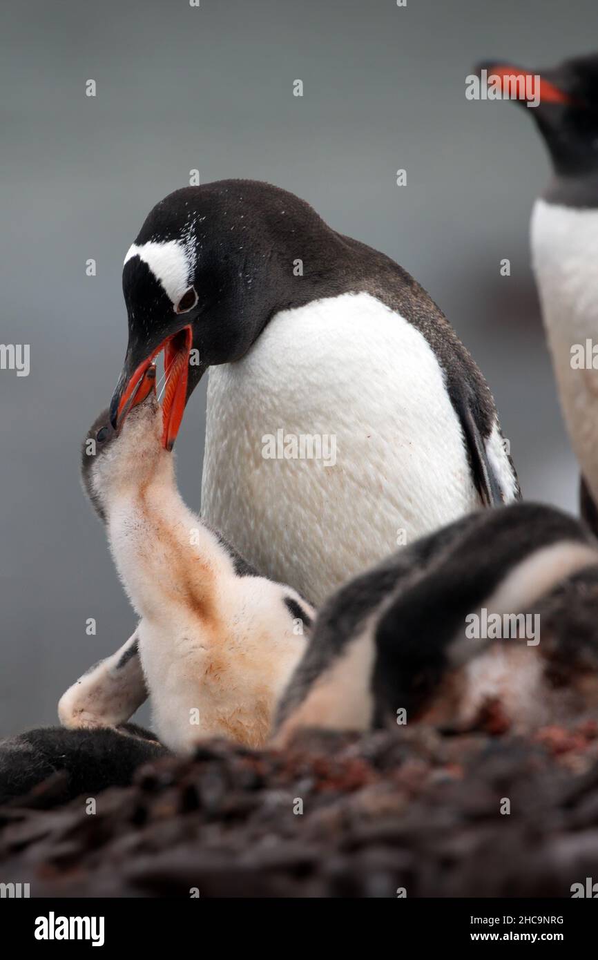 Mother feeding baby penguin hires stock photography and images Alamy