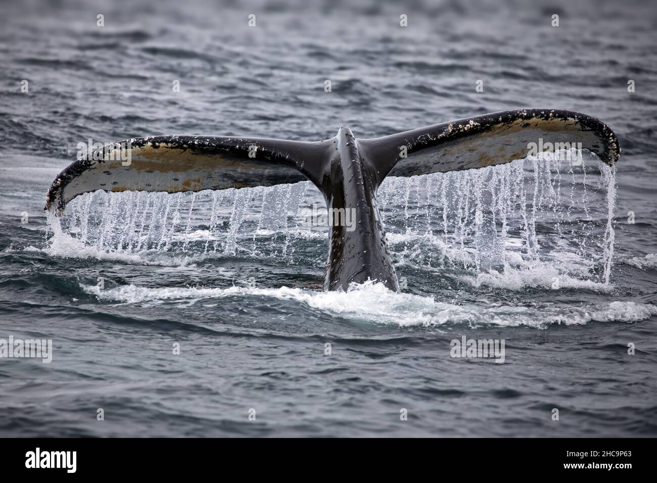 Closeup of a Humpback whale diving into the ocean in Antarctica Stock ...