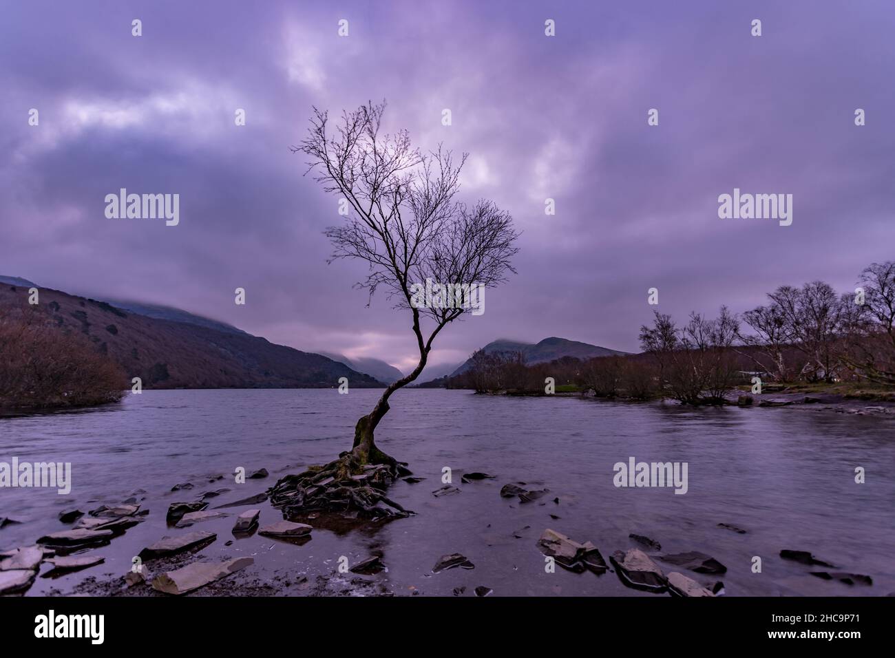 The Lonely tree in winter, Llanberis, Snowdonia, North Wales Stock Photo