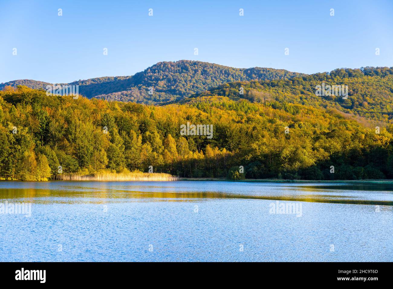 Autumn beech forest reflecter in the water Stock Photo
