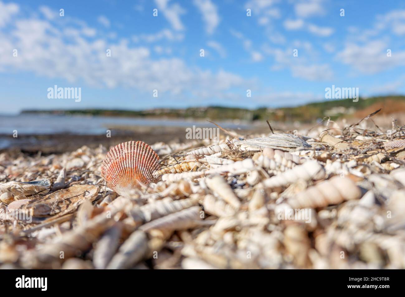 Beach ful of seashells, with a single shell standing up, sea and peninsula in background Stock Photo