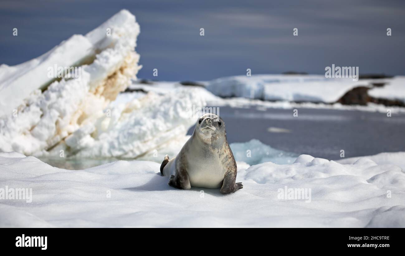 Closeup of a Crabeater seal on the ice on a sunny day in Antarctica Stock Photo