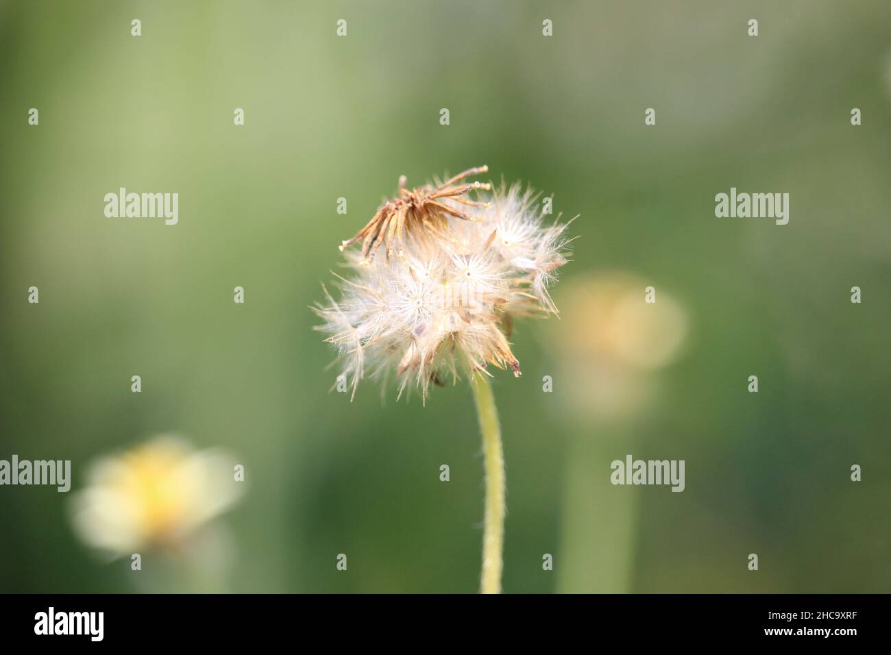 white dandelion wildflowers in a blooming garden blow away the seeds Stock Photo