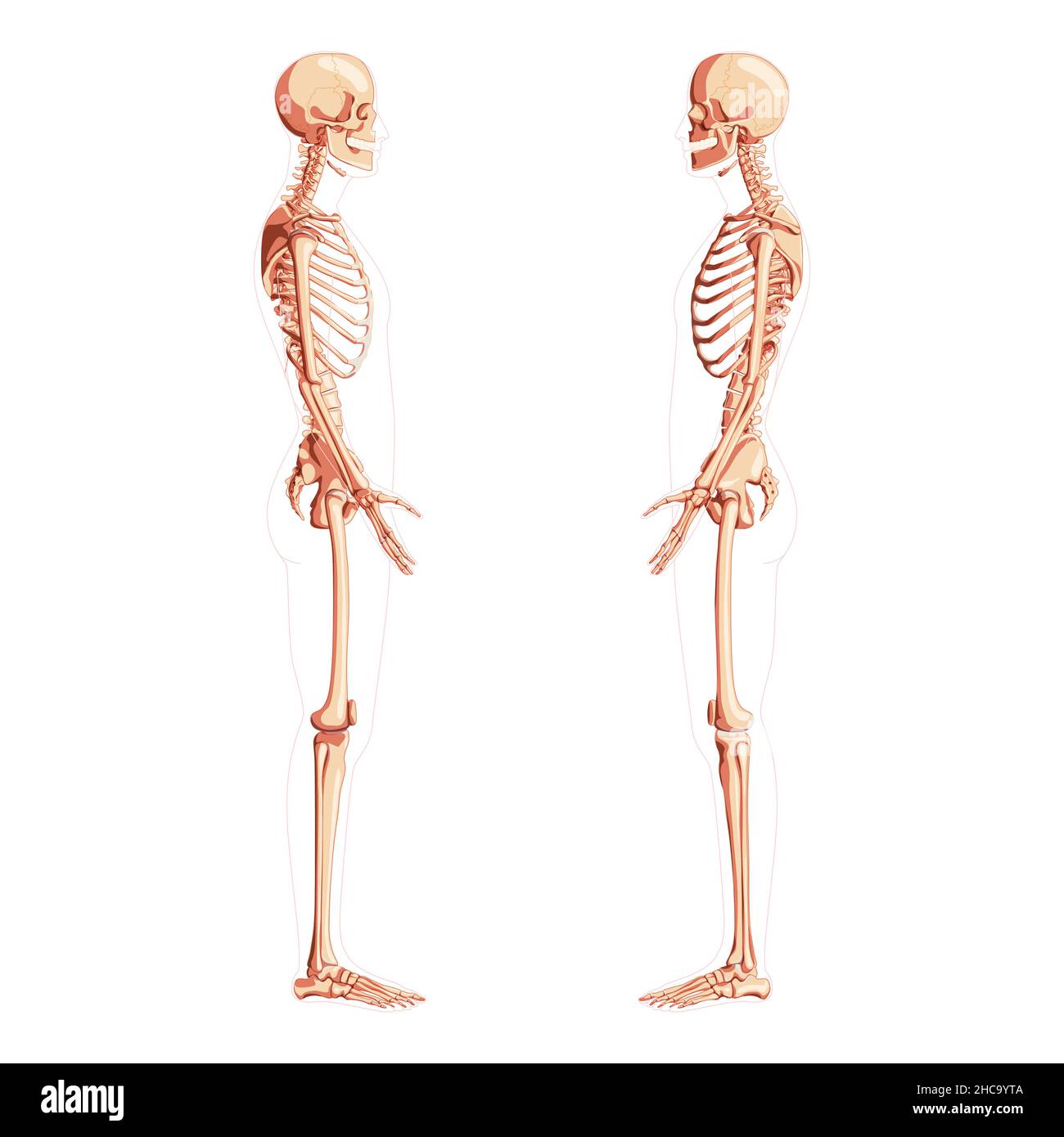 Skeleton Human dorsal view with open arm poses. Set of realistic medical flat natural color concept Vector illustration didactic board of anatomy isolated on white background Stock Vector