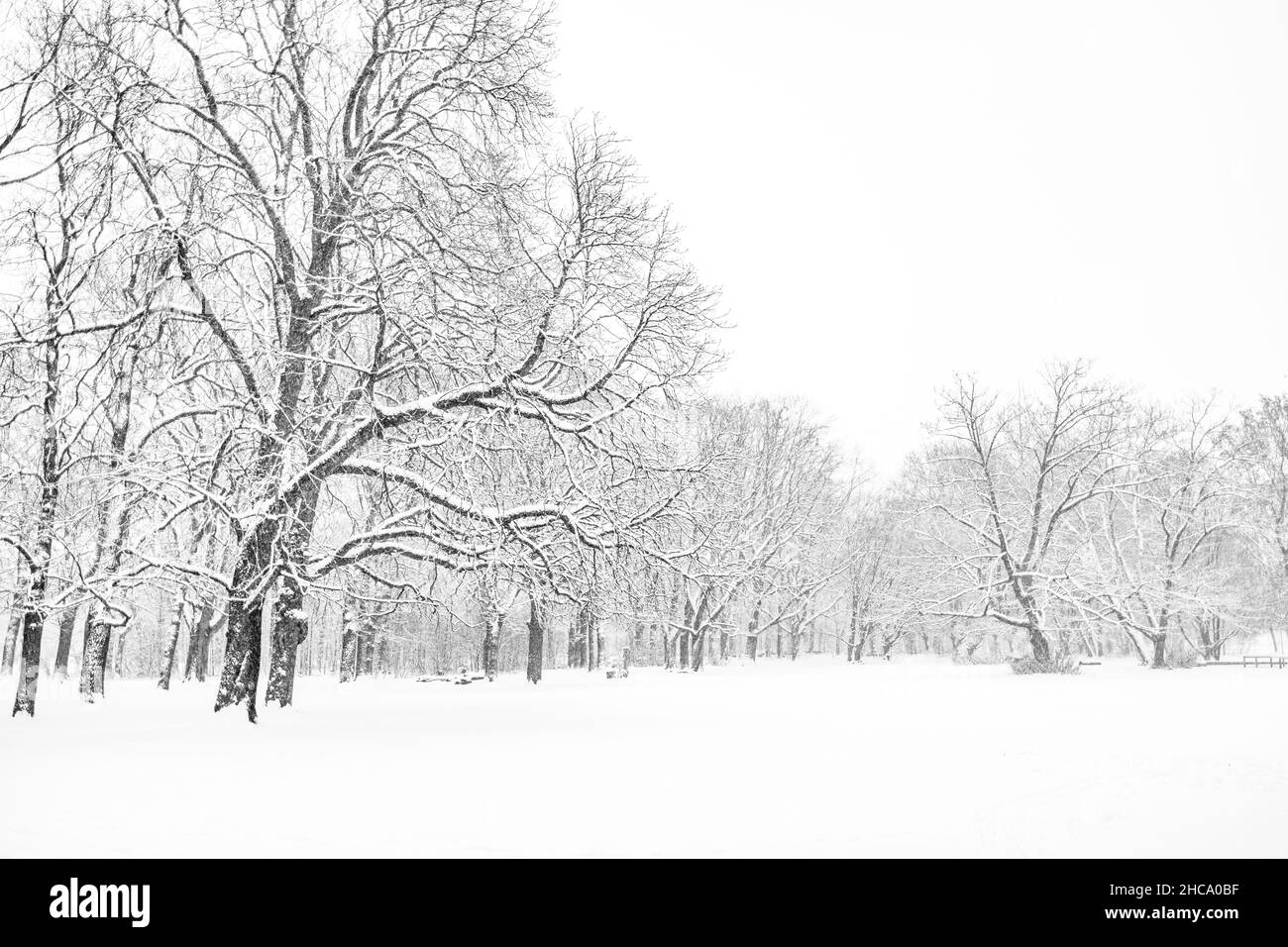 Beautiful view of a winter landscape with trees covered in snow Stock Photo