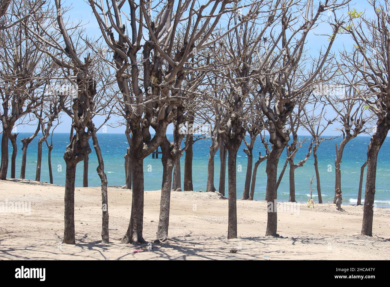 the arid mangrove forest close to the blue beach with the beauty of the ocean as well Stock Photo