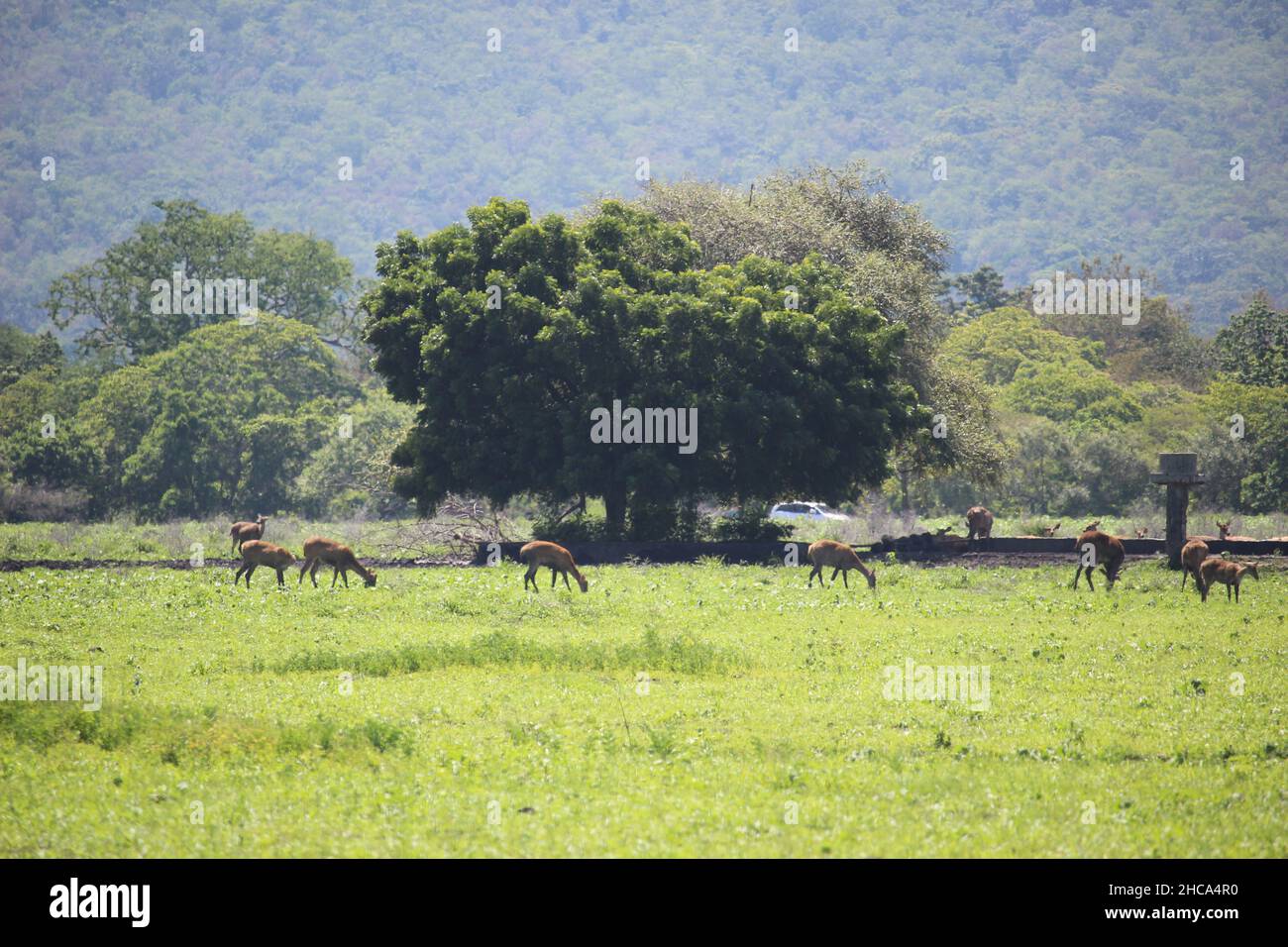 The atmosphere in Baluran National Park in Situbondo Regency is full of various wild animals such as wild deer and buffalo Stock Photo