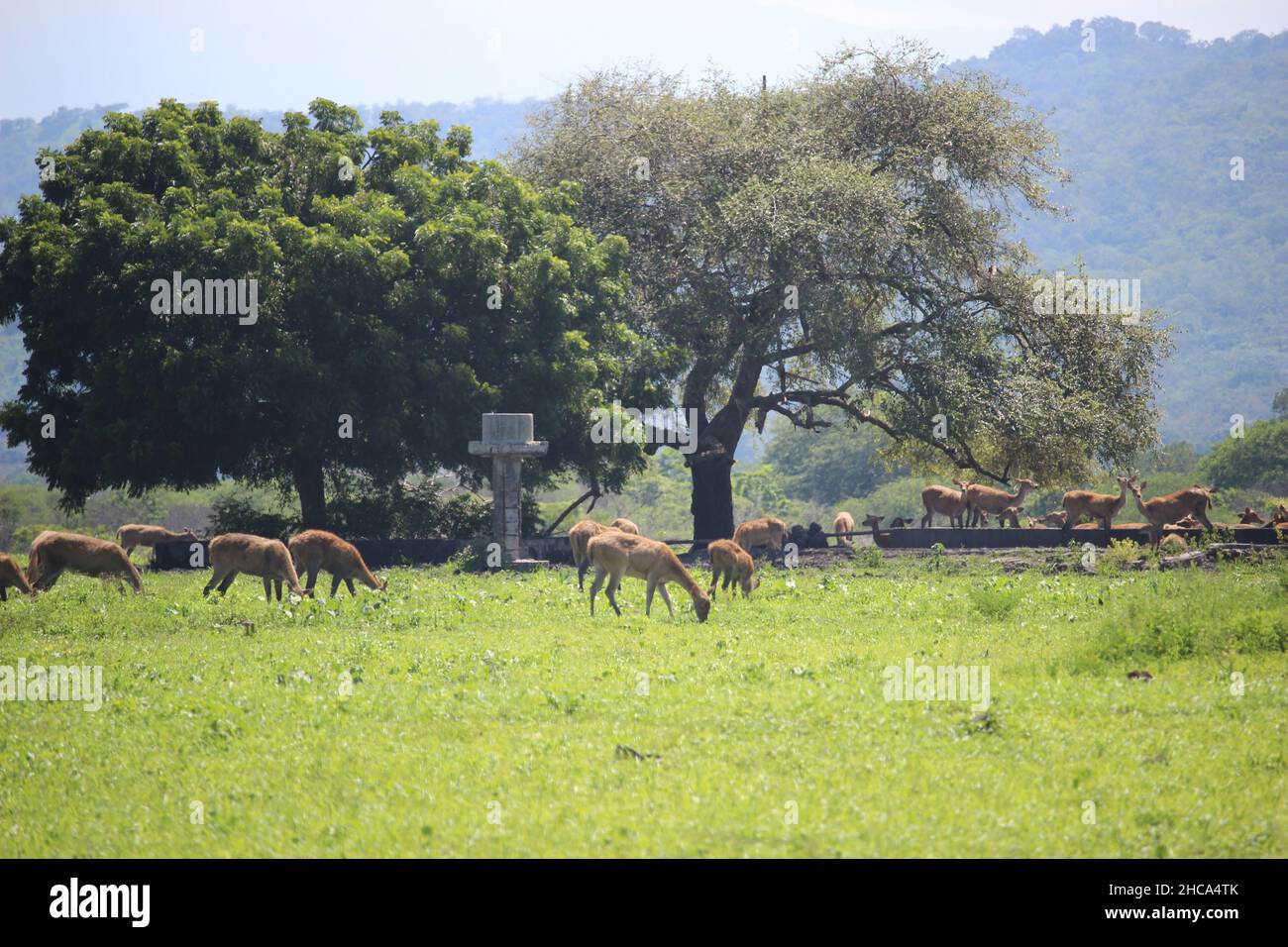The atmosphere in Baluran National Park in Situbondo Regency is full of various wild animals such as wild deer and buffalo Stock Photo