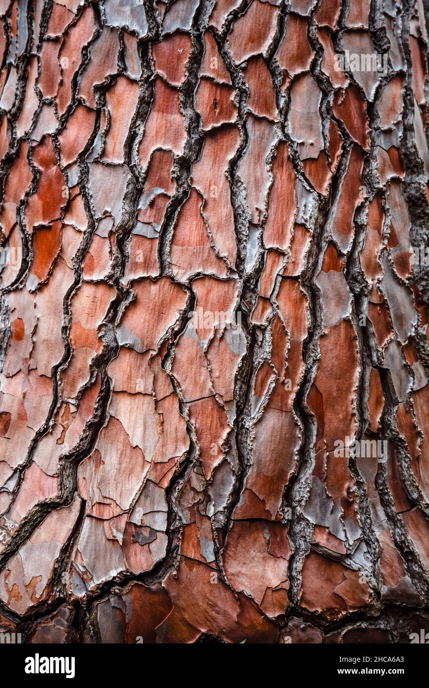 Texture of the pine bark for background Stock Photo