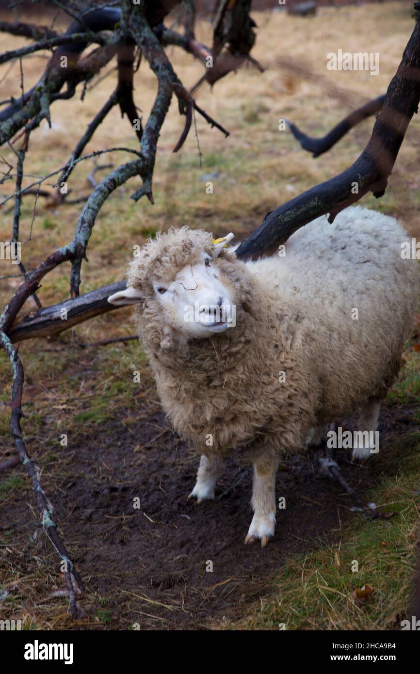 Sheep at the Drumlin Farm in Concord MA Stock Photo