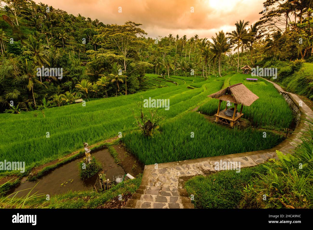 Landscape rice field hi-res stock photography and images - Alamy