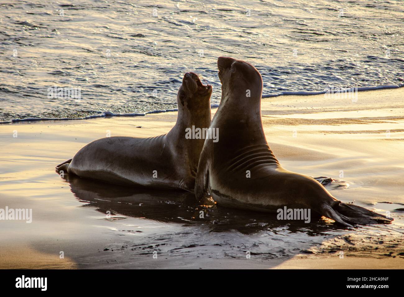 Closeup of Elephant seals on the beach during the sunset in California, the US Stock Photo