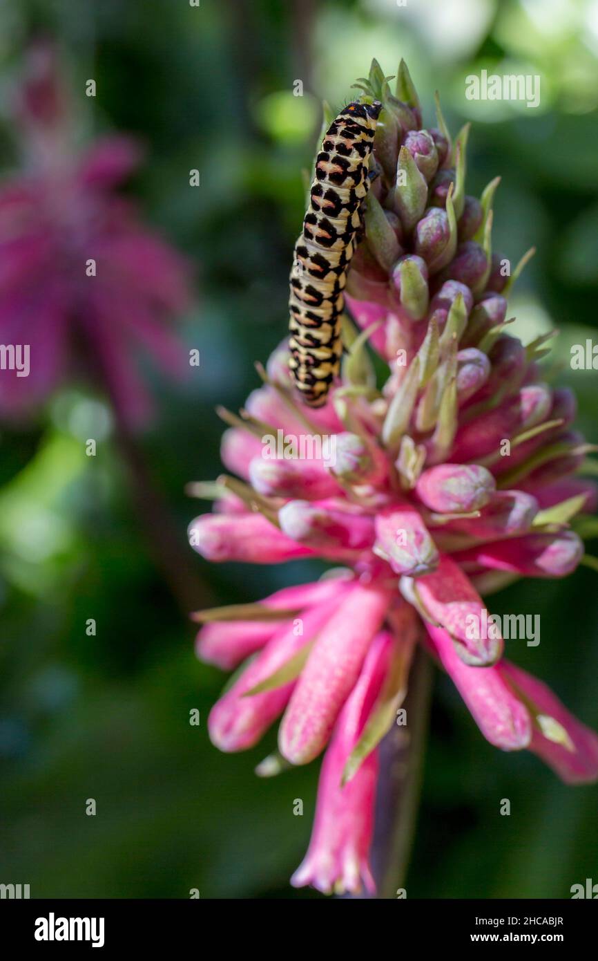 Vertical closeup shot of a caterpillar on beautiful pink veltheimia flowers Stock Photo