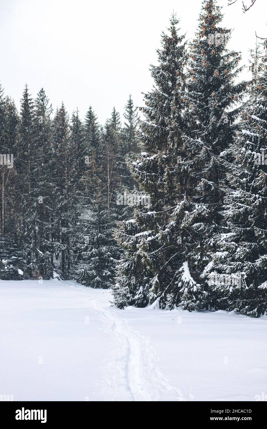 Covered pine trees in snowy landscape under white cloudy sky. Narodny ...