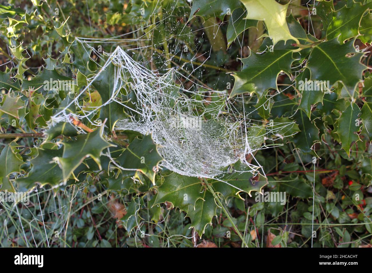 Closeup of spider webs on green sharp spiny leaves Stock Photo