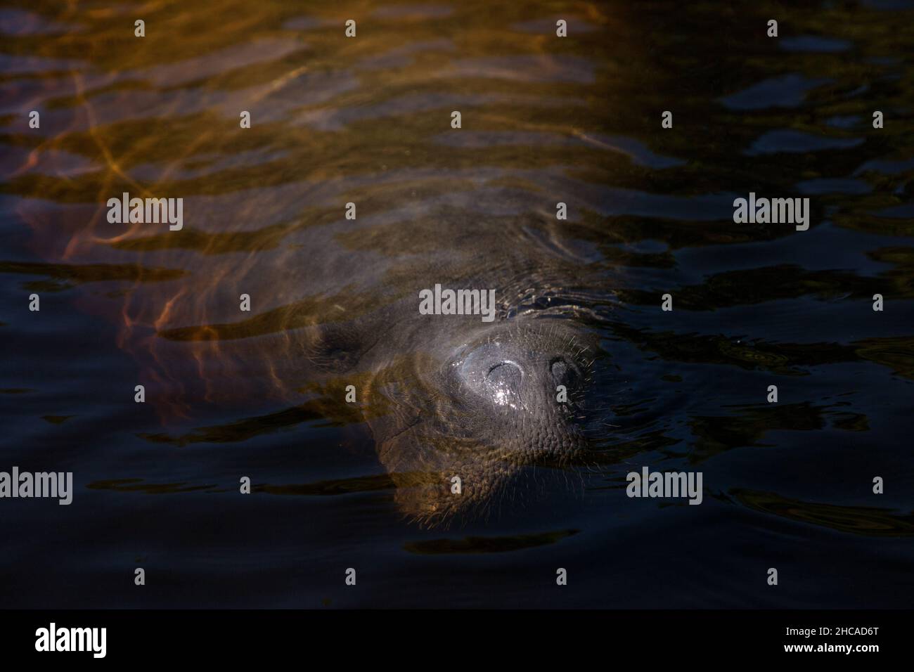 West Indian manatee Trichechus manatus in Southwest Florida as it floats slowly through a riverway in winter. Stock Photo