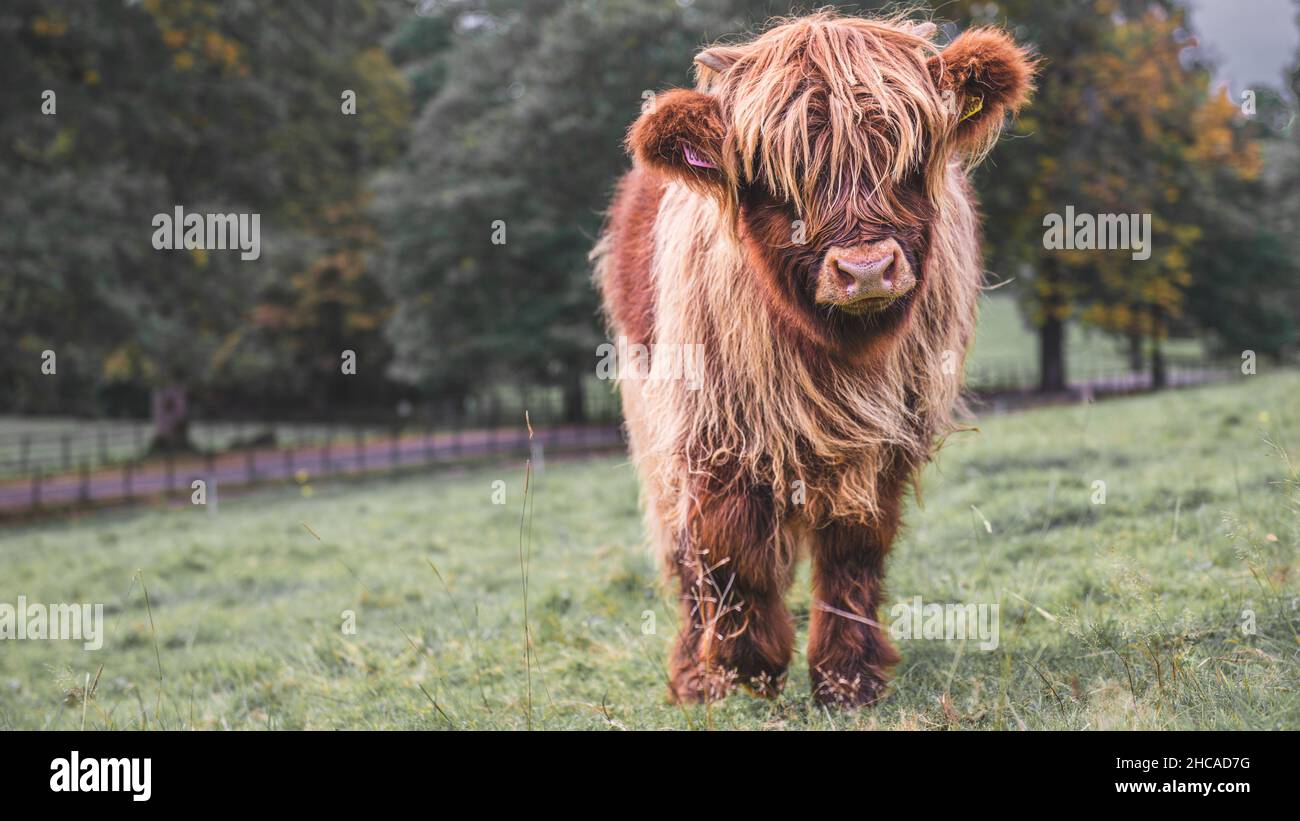 Highland Cow in a field in Scotland Stock Photo - Alamy