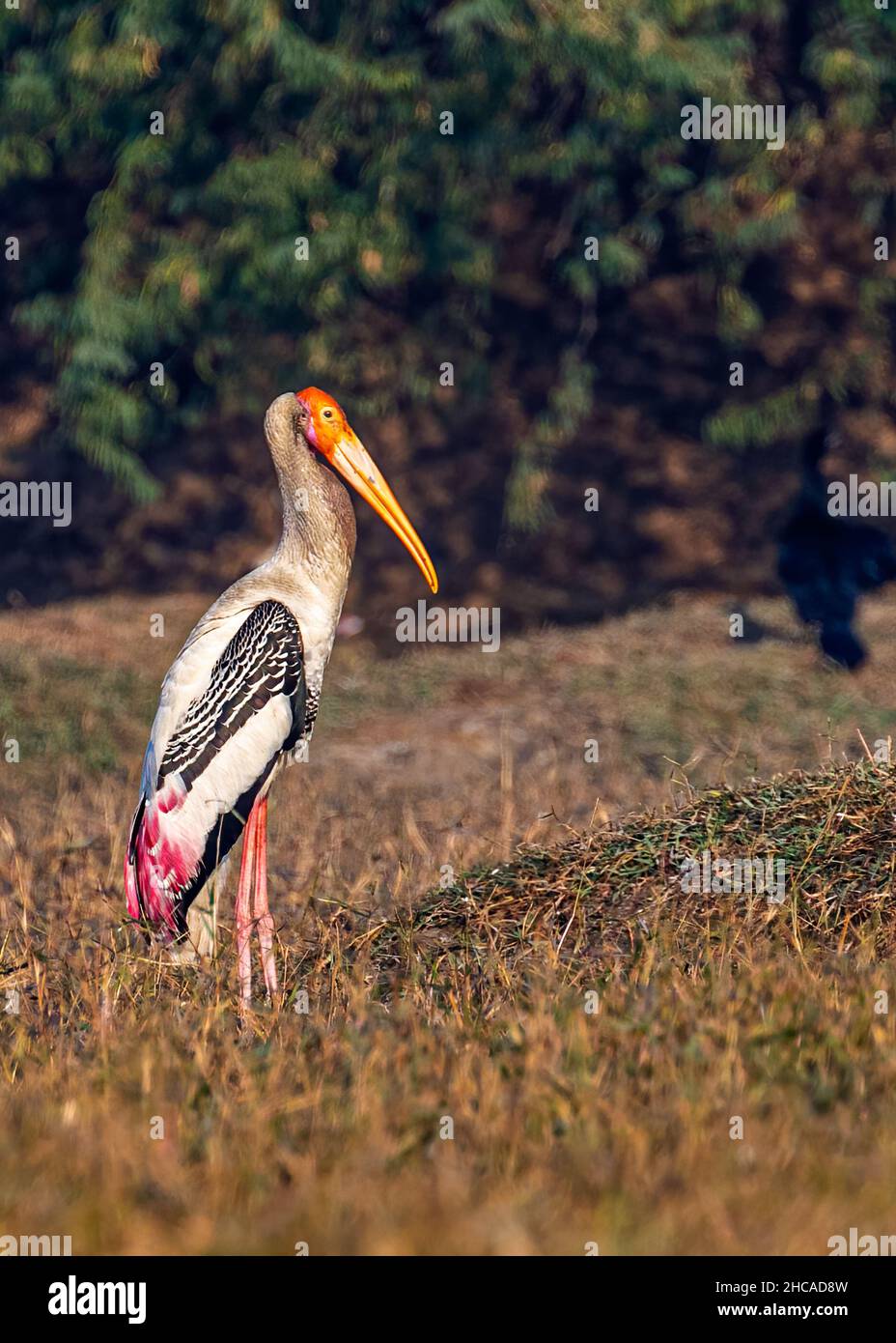 A painted Stork resting in wet land and basking Stock Photo