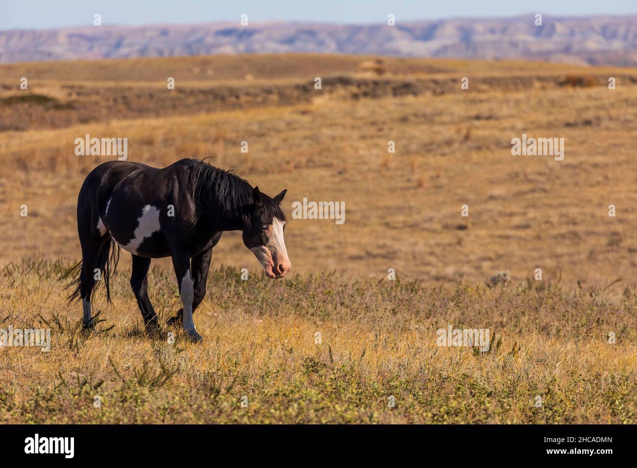 Wild Horses (Equus feral) in Theodore Roosevelt National Park, North Dakota Stock Photo