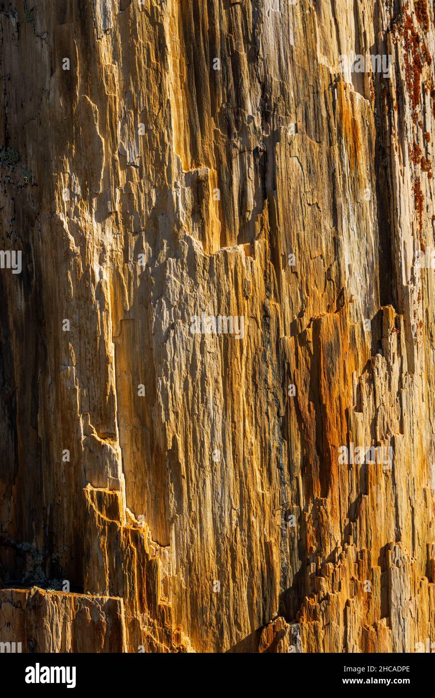 Petrified tree in Theodore Roosevelt National Park, North Dakota Stock
