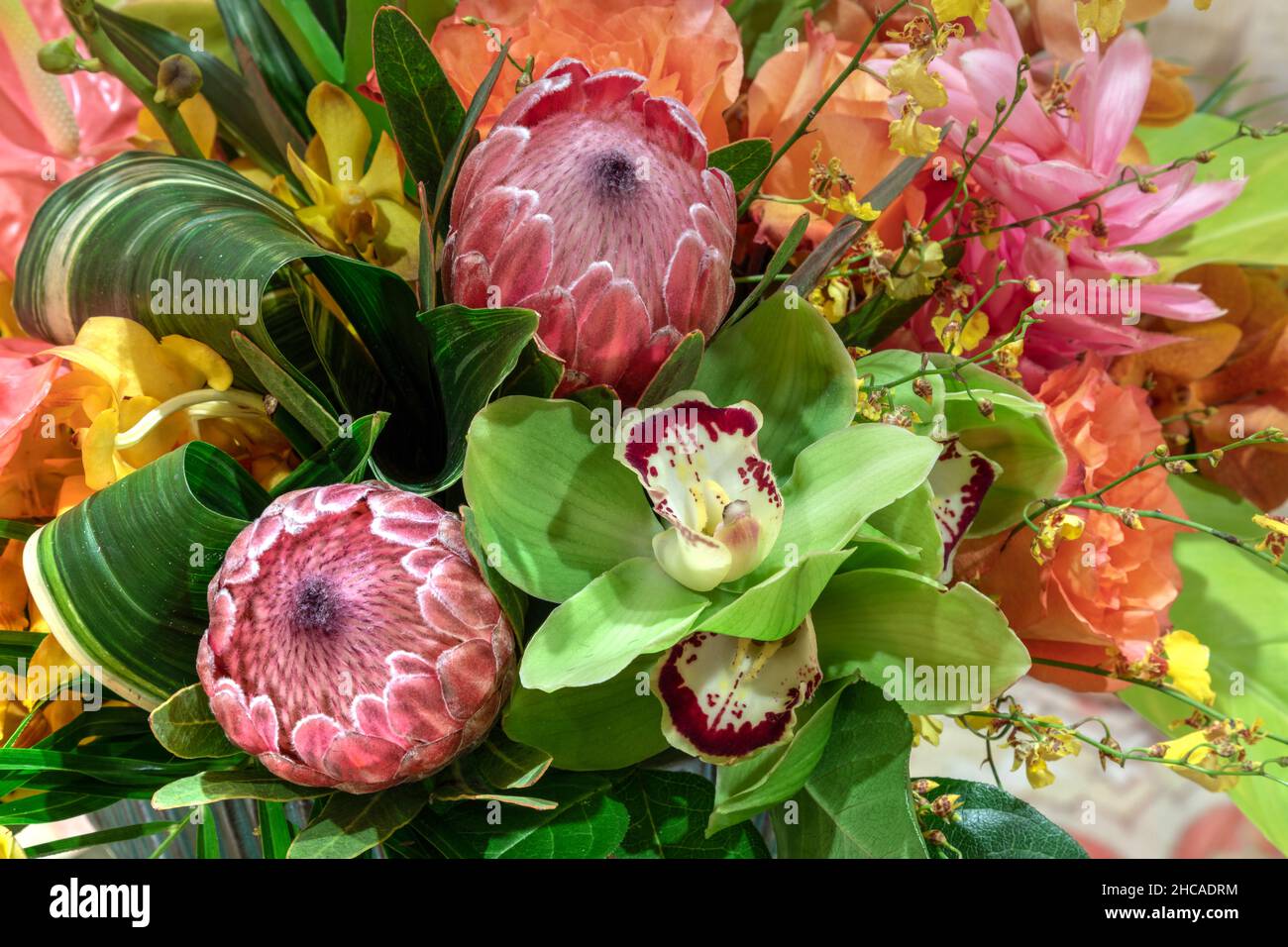 Bright yellow pincushion protea flowers Leucospermum in a tropical
