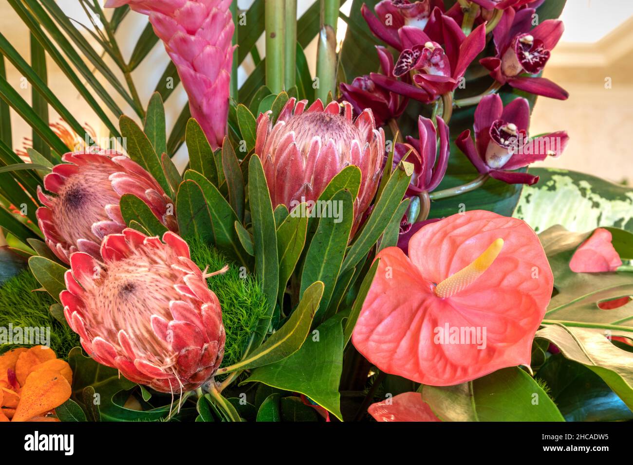 Bright yellow pincushion protea flowers Leucospermum in a tropical