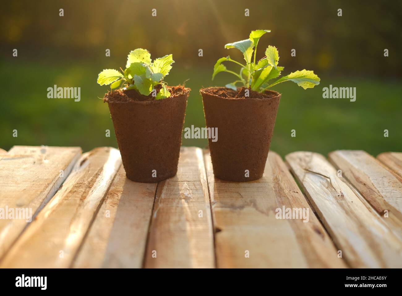 seedlings in peat cups in a garden.Saplings and planting material