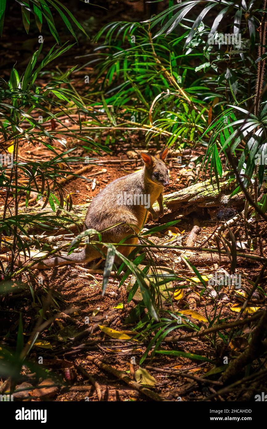 Red legged pademelon, also known as Thylogale Stigmatica, at Mary Cairncross Scenic Reserve in the Glass House Mountains Stock Photo