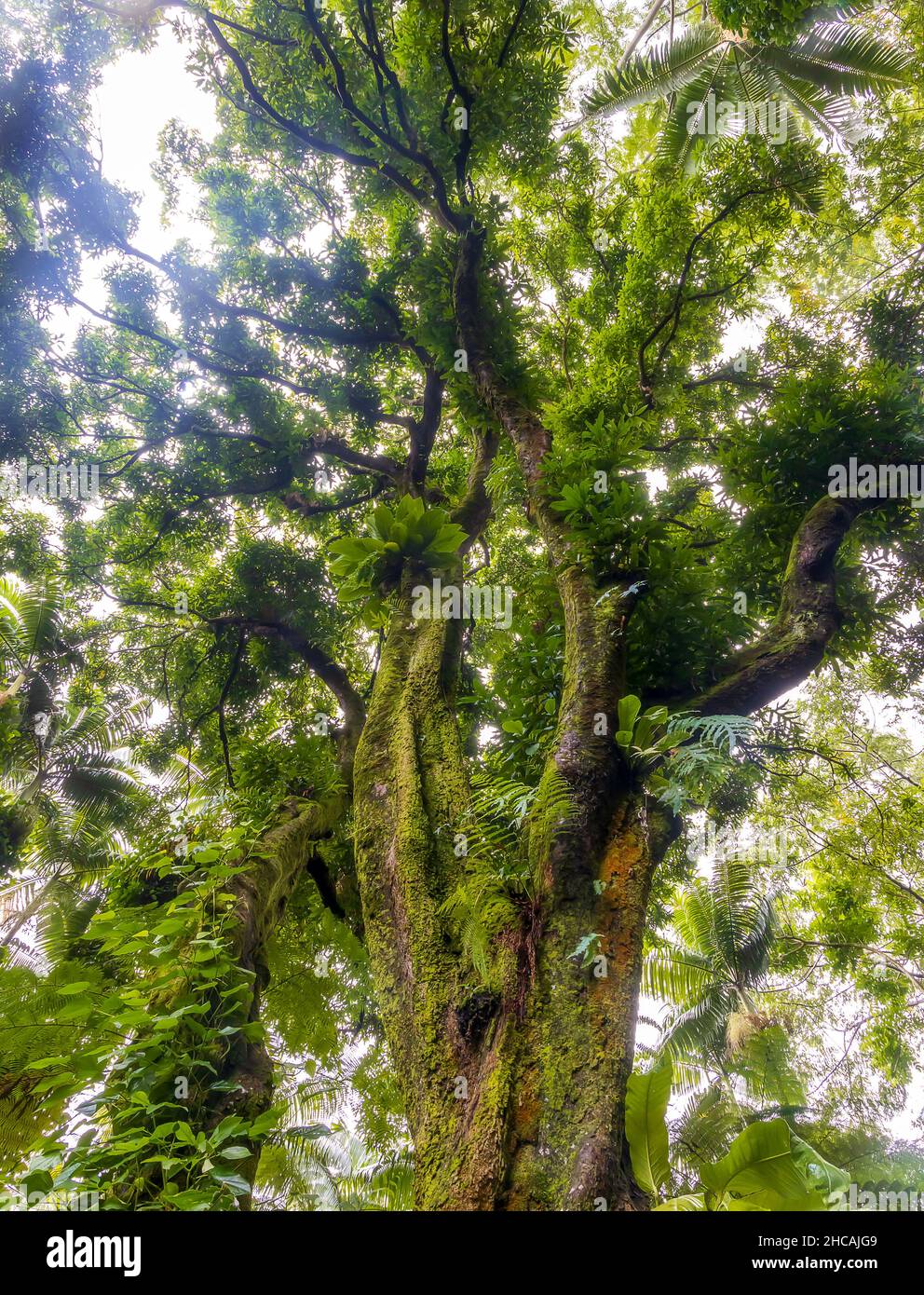 Beautiful tree in the tropical rainforest on Big Island, Hawaii Stock