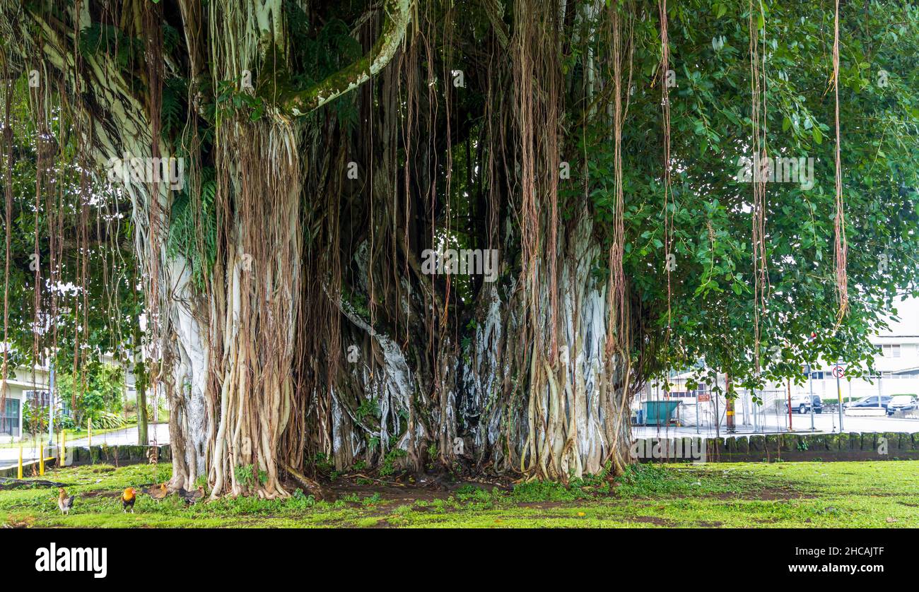 Brown roots and trunk of a giant banyan tree in Kalakaua park of Hilo, Hawaii Stock Photo