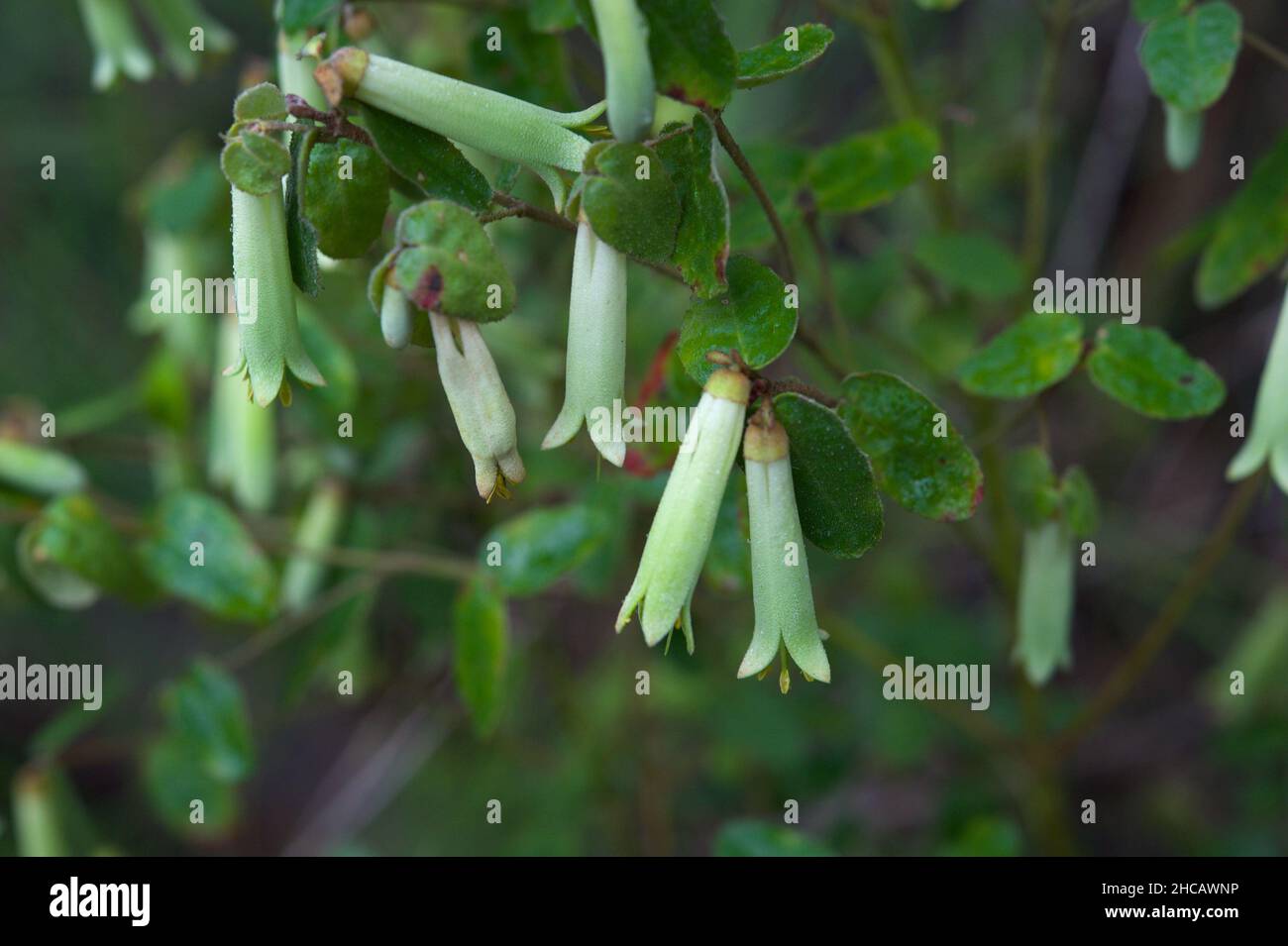 Native Fuschias (Correa Reflexa) come with red or green flowers on seperate bushes, but are the same species - even growing next to each other! Stock Photo