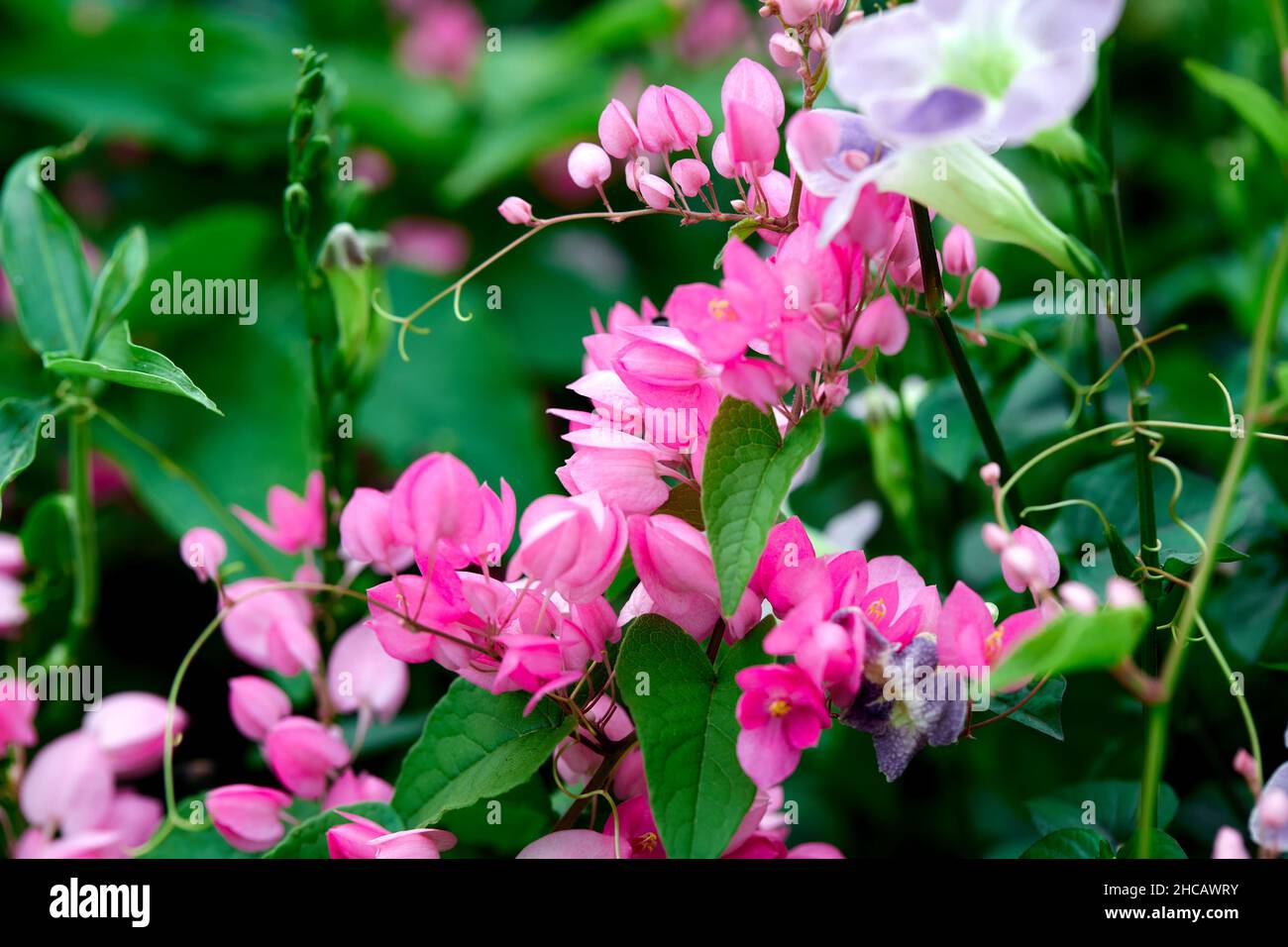 Close up mexican creeper or coral vine bloomin in garden Stock Photo
