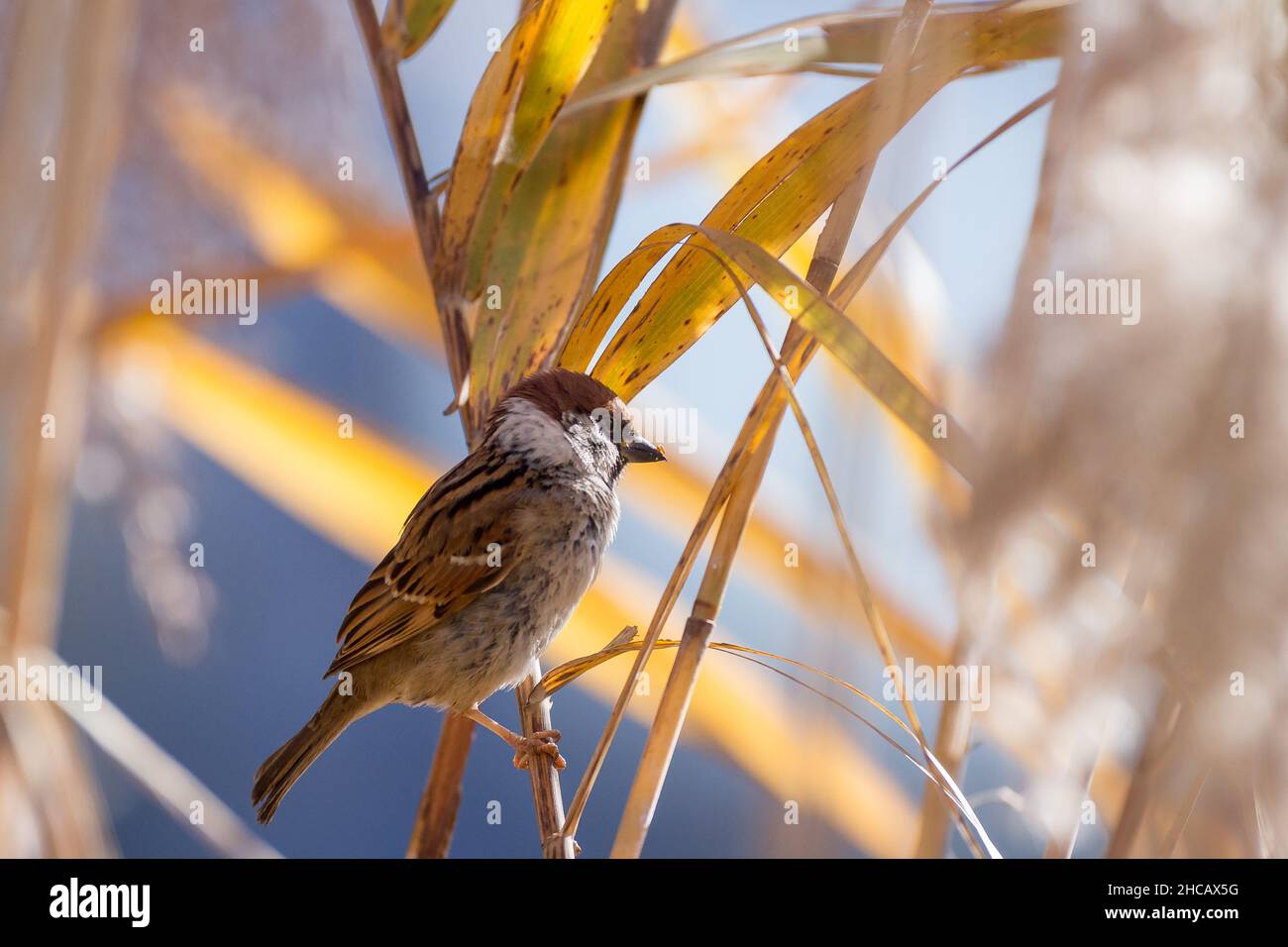 A male Eurasian Tree Sparrow (Passer montanus) on reeds in Ueno Park, Tokyo, Japan. Stock Photo