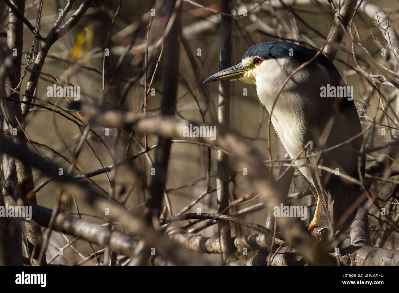 A black crowned night heron (Nycticorax nycticorax) roosting in some undergrowth by a small lake inIzumi no Mori park, Kanagawa, Japan. Stock Photo