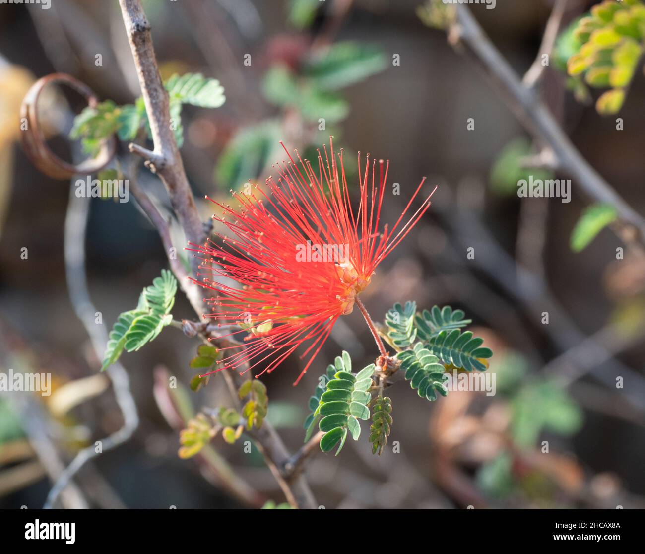Close up of the red spiky stamens of a Baja Fairy Duster plant. Photographed with a shallow depth of field in Phoenix, Arizona. Stock Photo