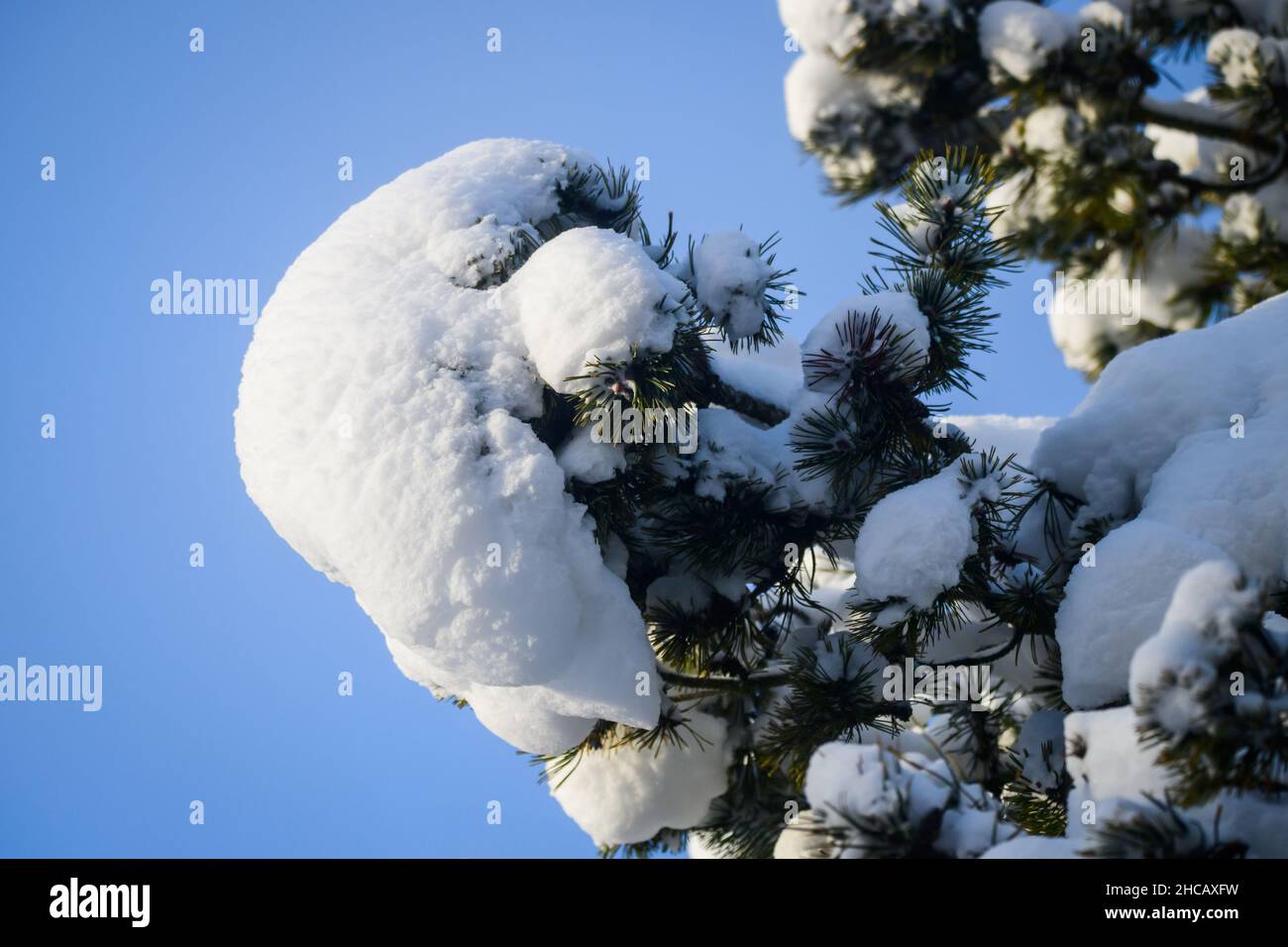 Selective focus photo. Snow covered branch of pine tree. Stock Photo