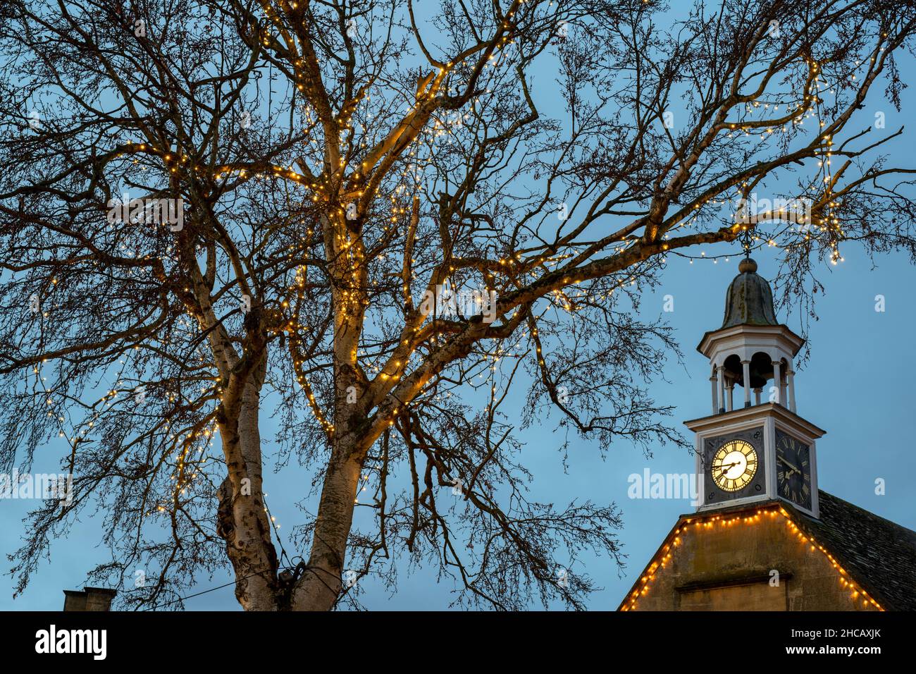 Christmas Lights in the early morning around a silver birch tree in