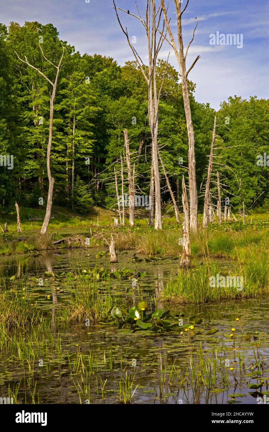 A wetland created by beavers damming a stream in Delaware Water Gap National Recreation Area