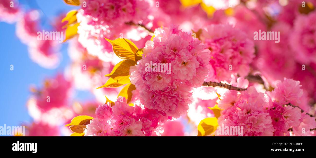 Spring banner, blossom background. Spring border background with pink blossom. Cherry blossom. Branch delicate spring flowers. Sacura cherry-tree Stock Photo