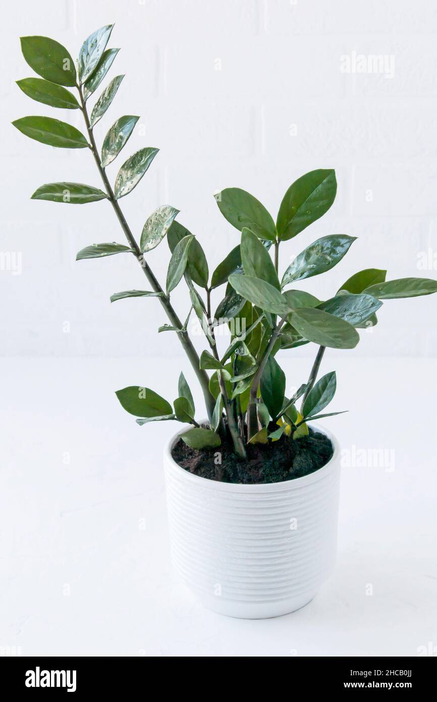 a ceramic pot with a beautiful zamiokulkas plant on the table. Plants Stock Photo